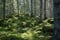Skog i Småland